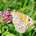 /album/okac-zedni/a2015-08-05-21-jpg/